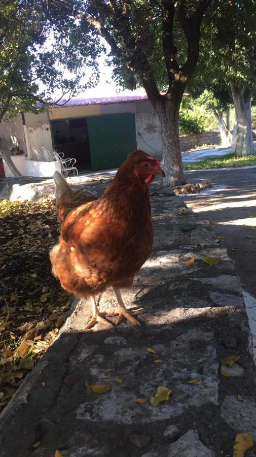 Αγρόκτημα Χελωναριά - Agroktima Chelonaria Hostel Chrani Luaran gambar